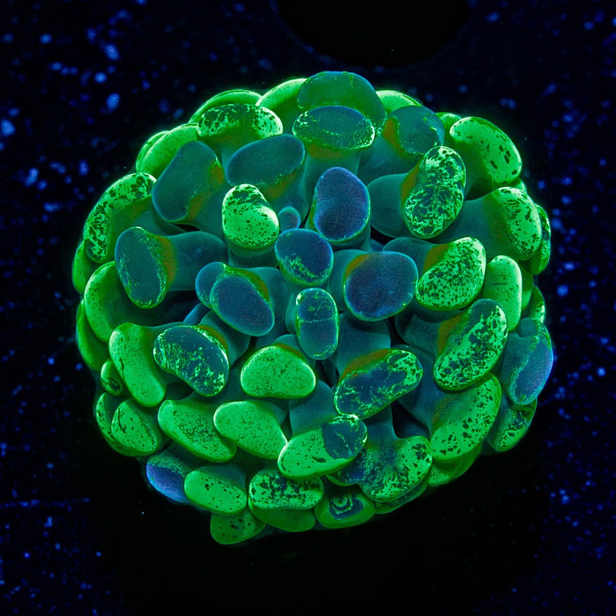 Ultra Splatter Hammer - riptide aquaculture llc