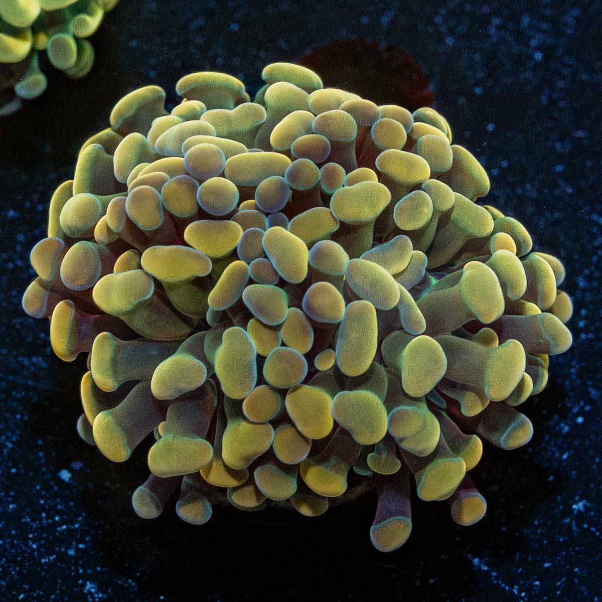 Assorted Rainbow Hammer - riptide aquaculture llc