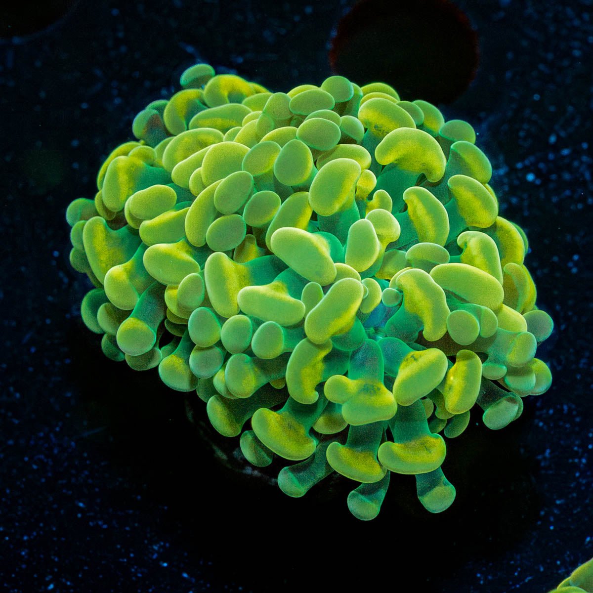Assorted Rainbow Hammer - riptide aquaculture llc