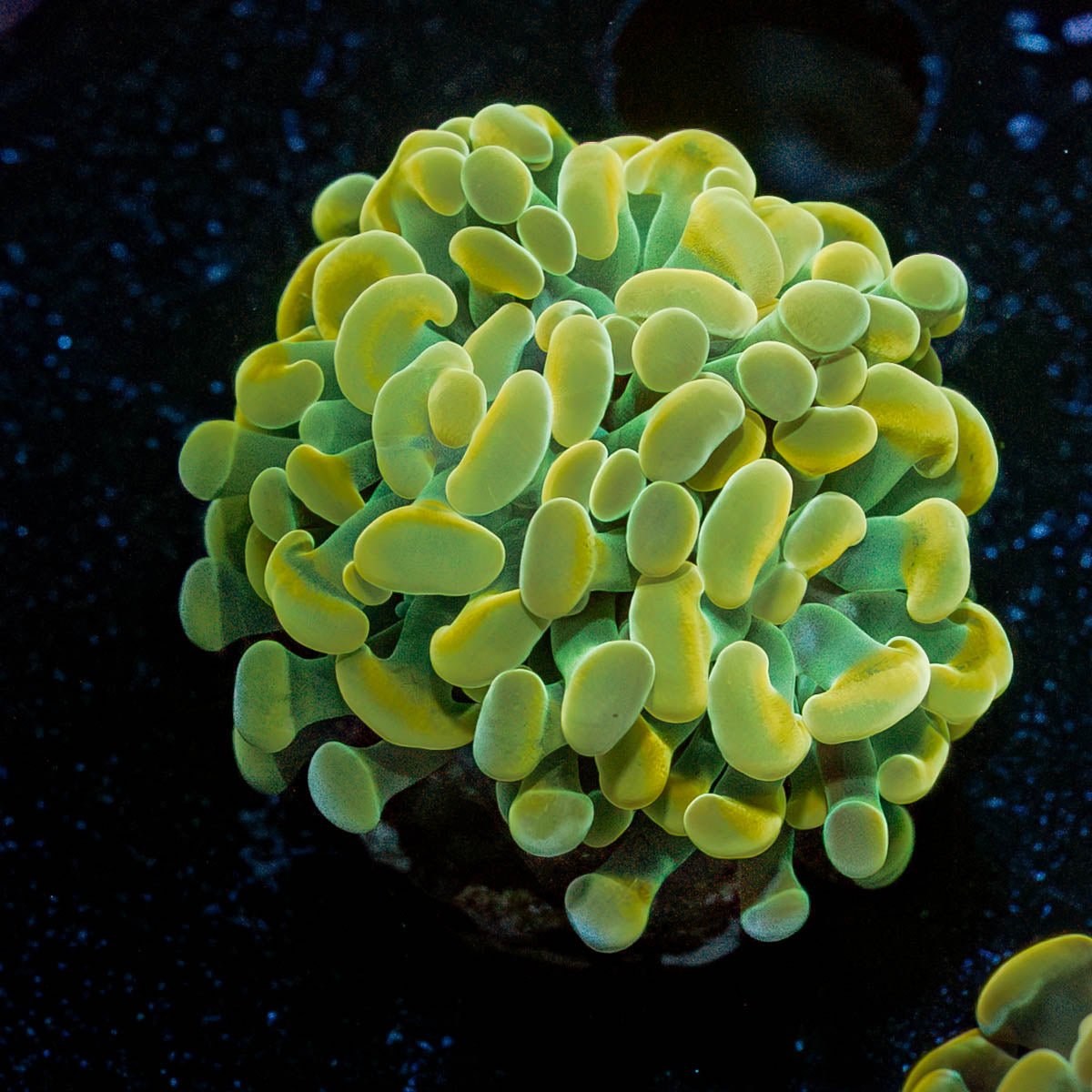 Assorted Rainbow Hammer - riptide aquaculture llc