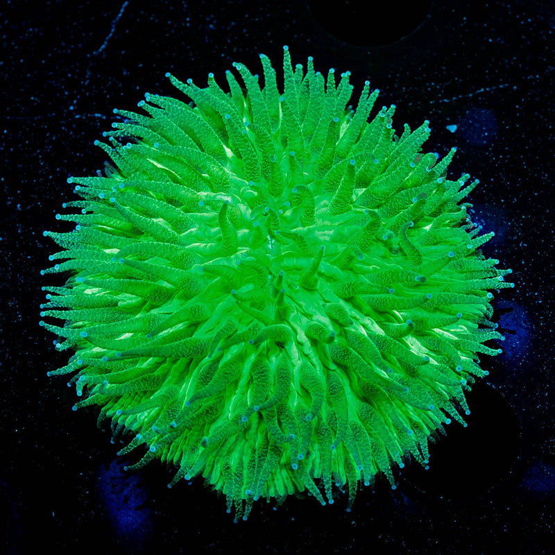Neon Green Plate Fungia