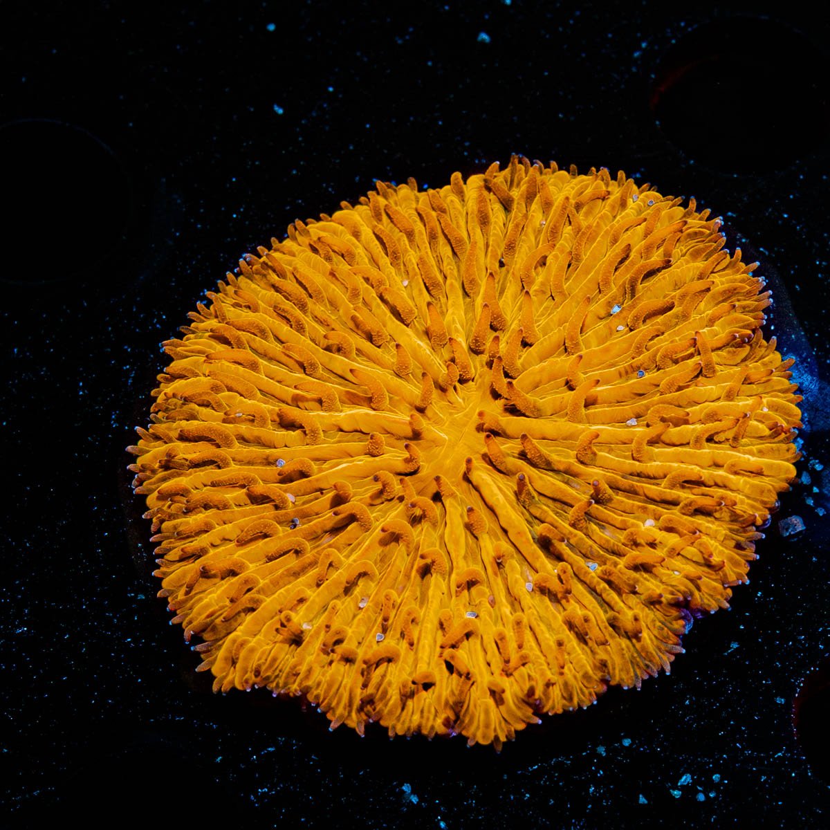 Orange Plate Fungia - riptide aquaculture llc