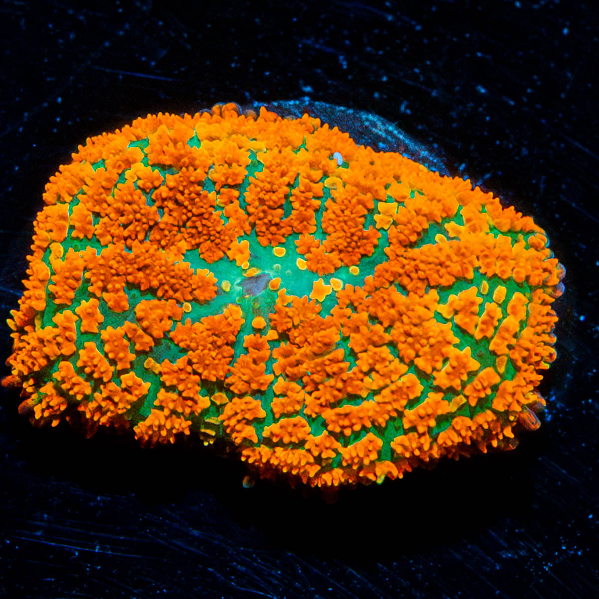 Atomic Fireball Mushroom