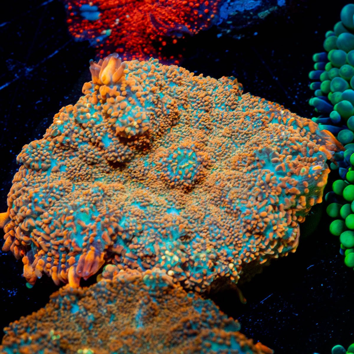 Cloverfield Mushroom - riptide aquaculture llc