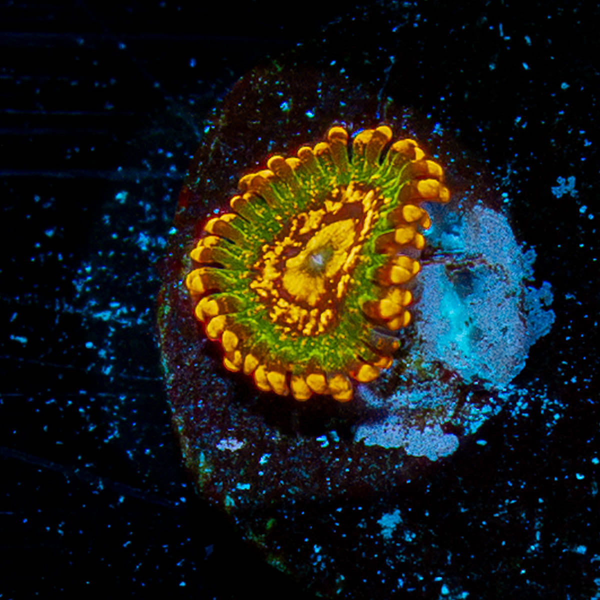 Ass Cracks Zoanthids