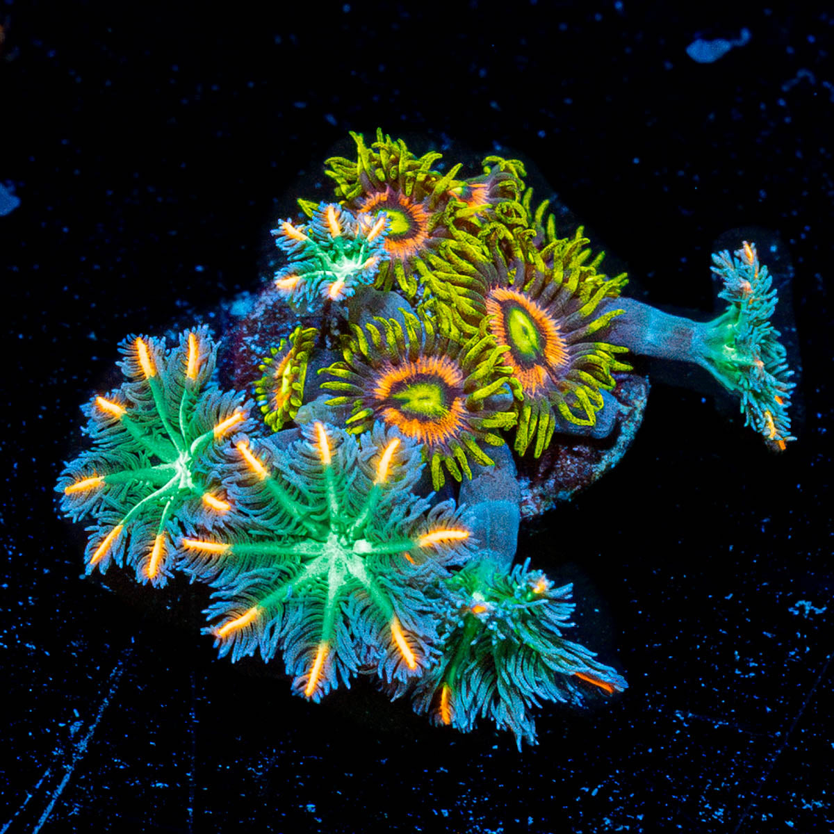 Kamikaze Zoanthids and Firework Clove Polyps