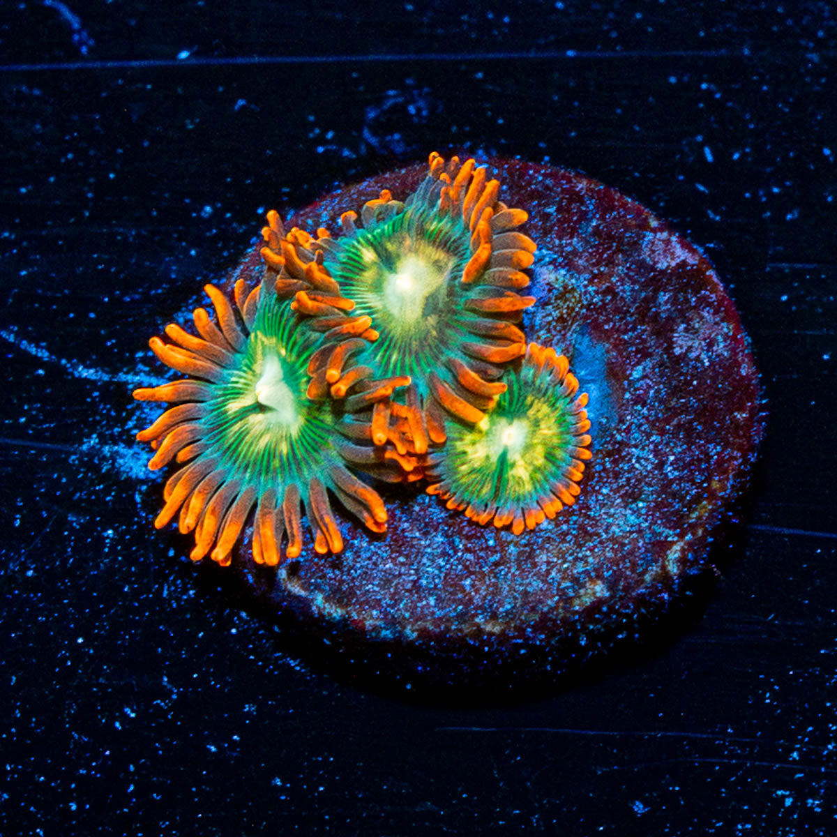 Blueberry Yum Yum Zoanthids