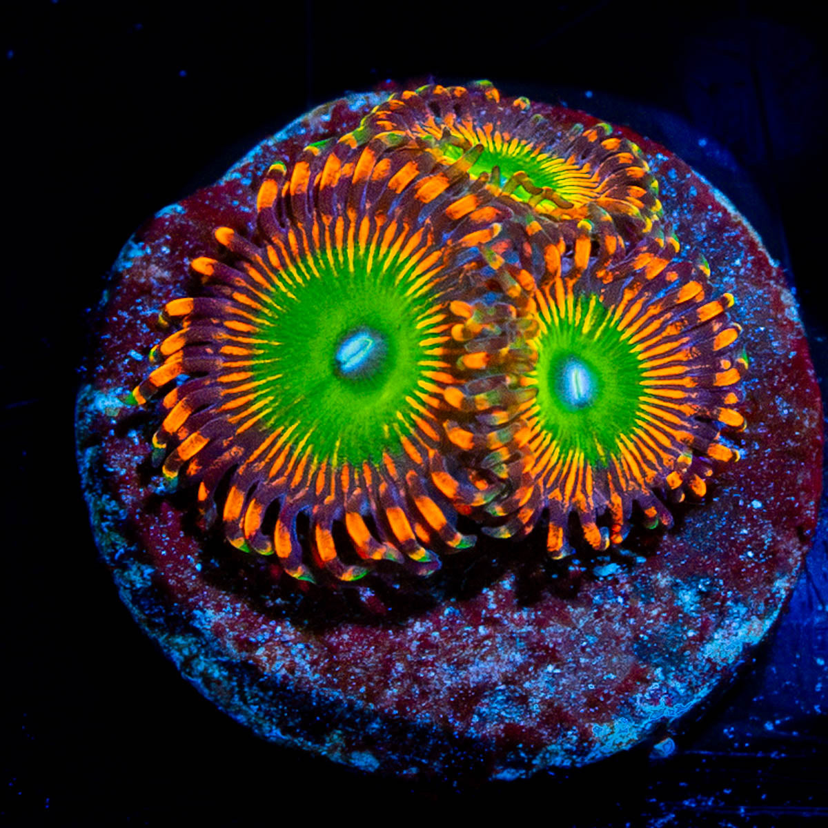 Blueberry Yum Yum Zoanthids