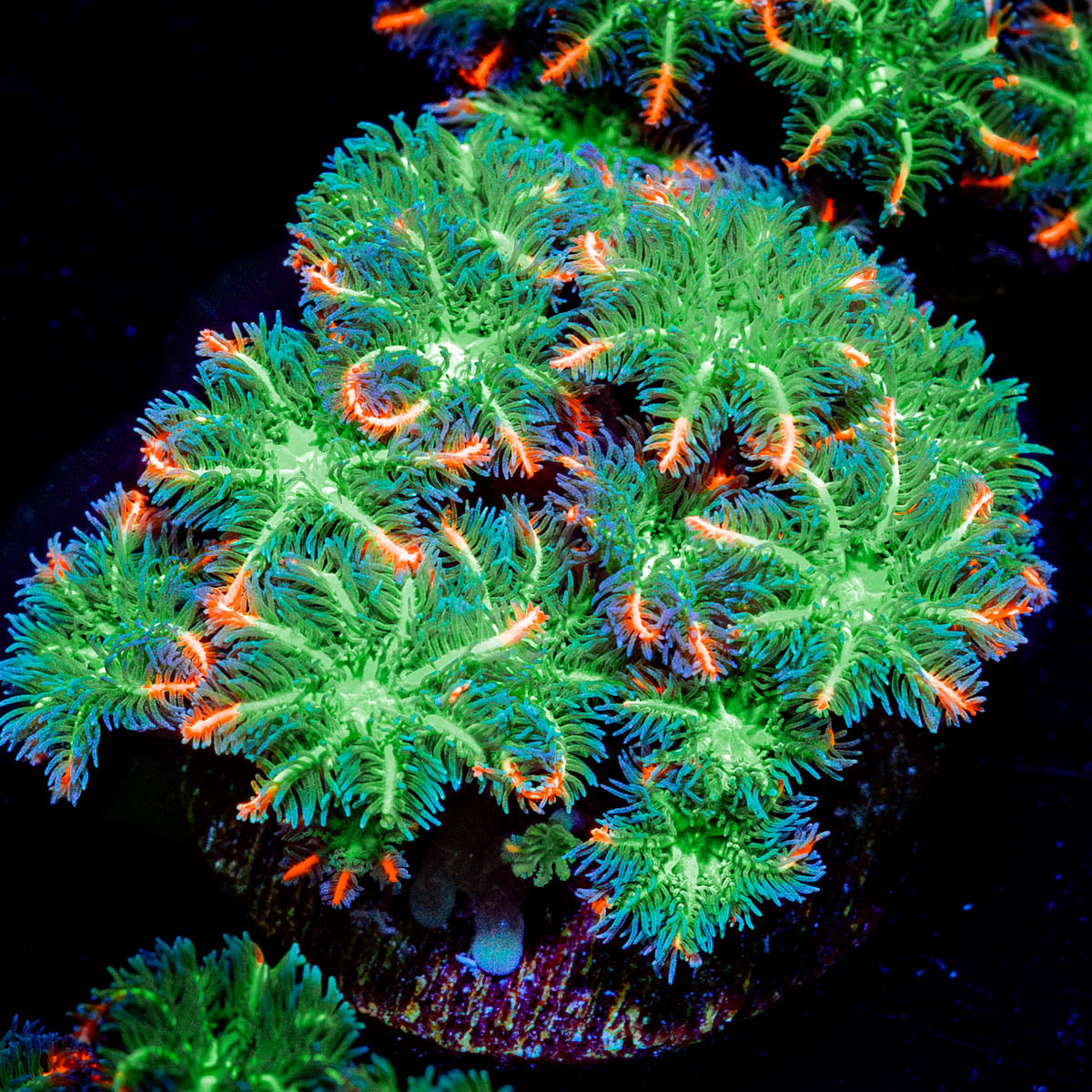 ARC Firework Clove Polyp