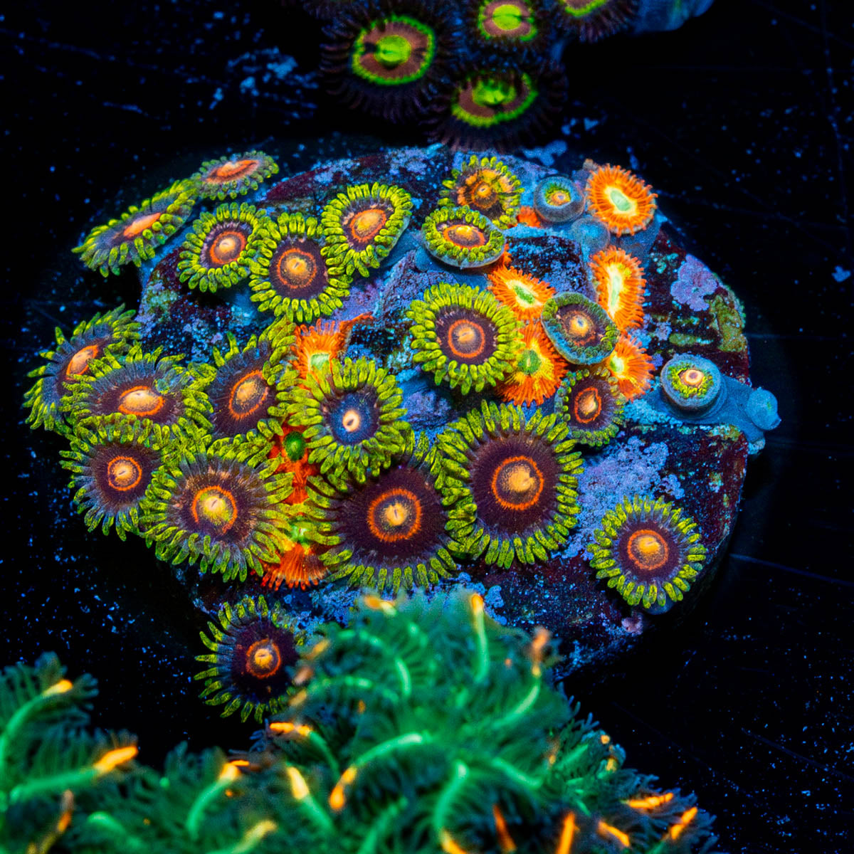Zoanthid Multi Plug