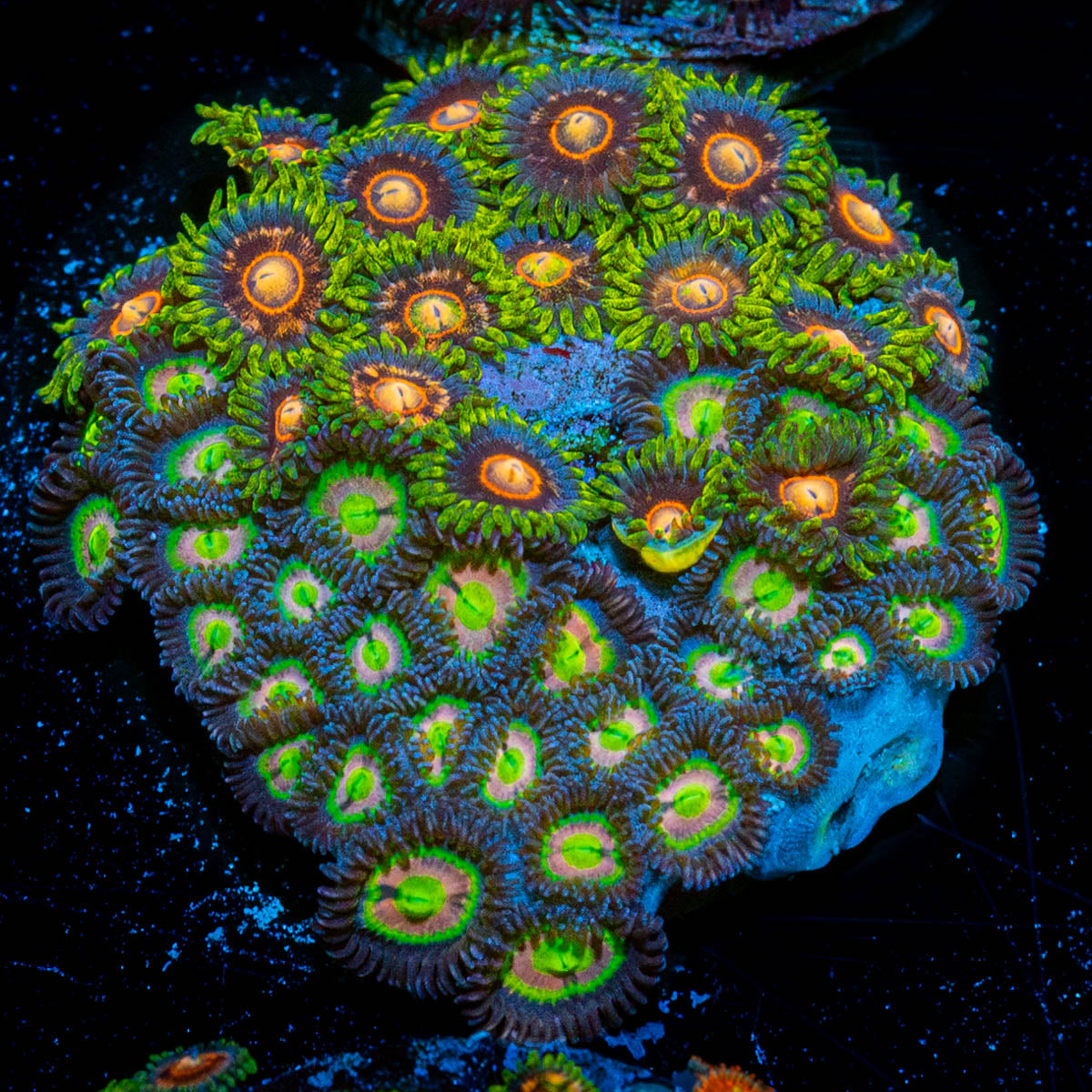 Zoanthid Multi Plug