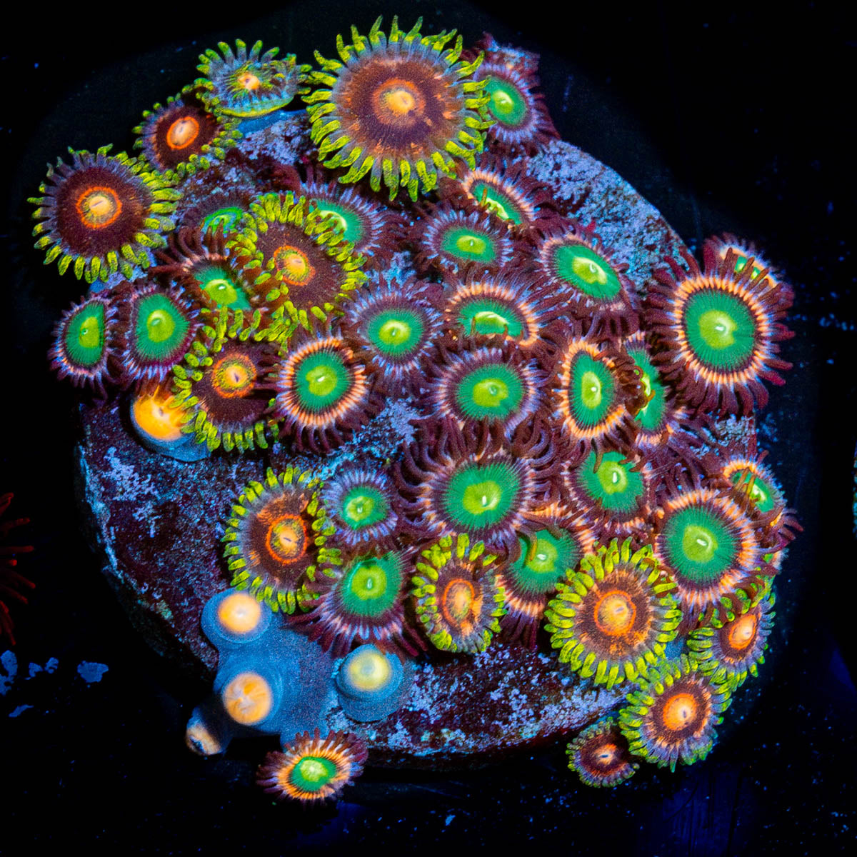 Zoanthid Multi Plug