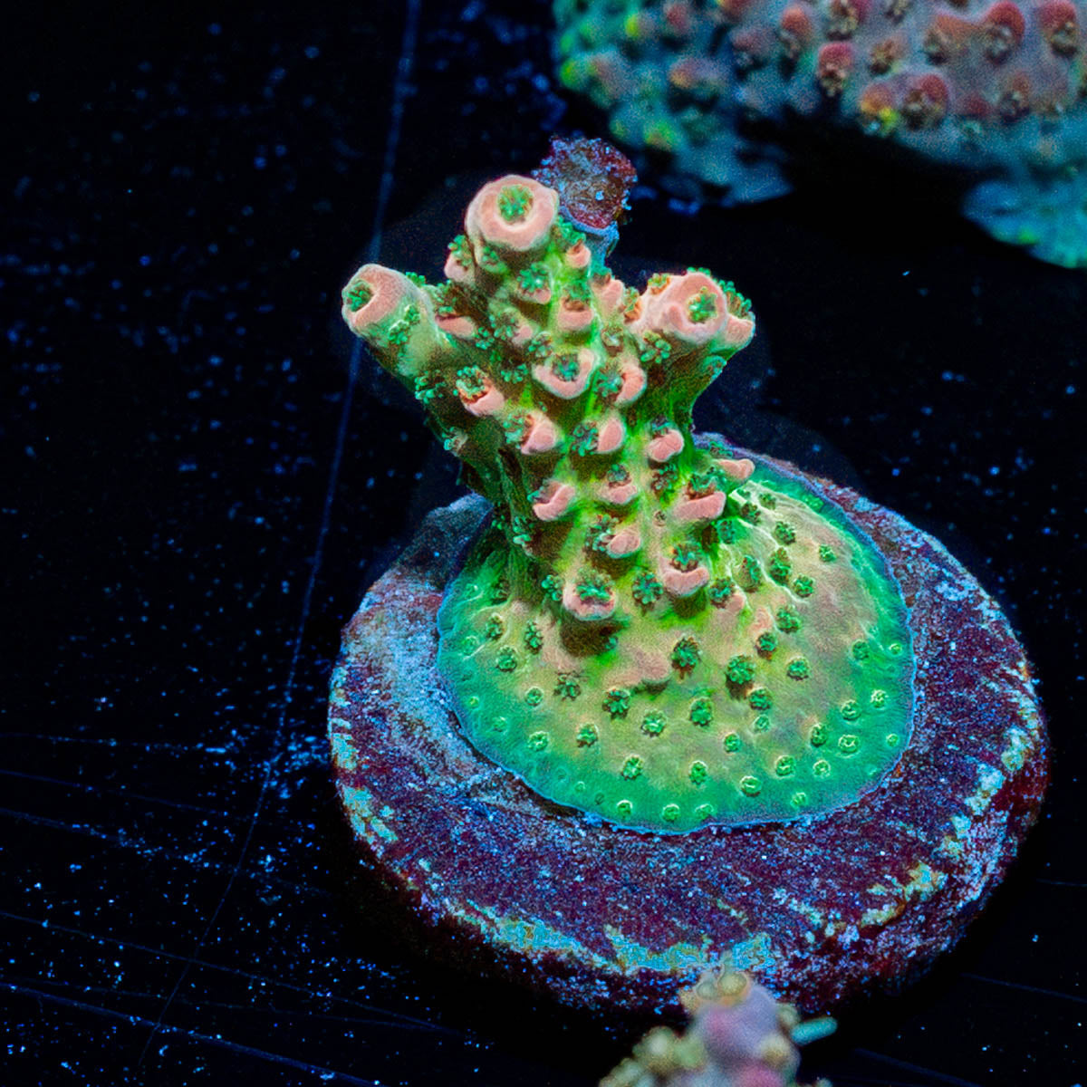 Night Fury Acropora