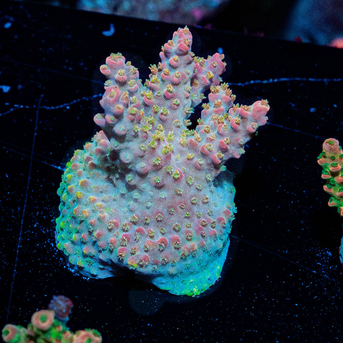 Acid Rain Acropora