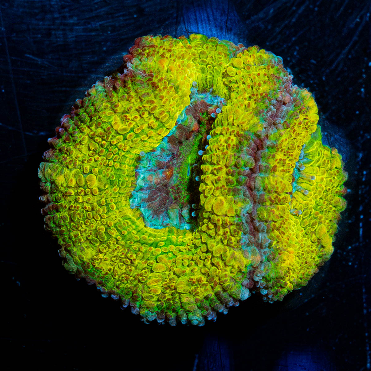 Thors Hammer Acan Micromussa