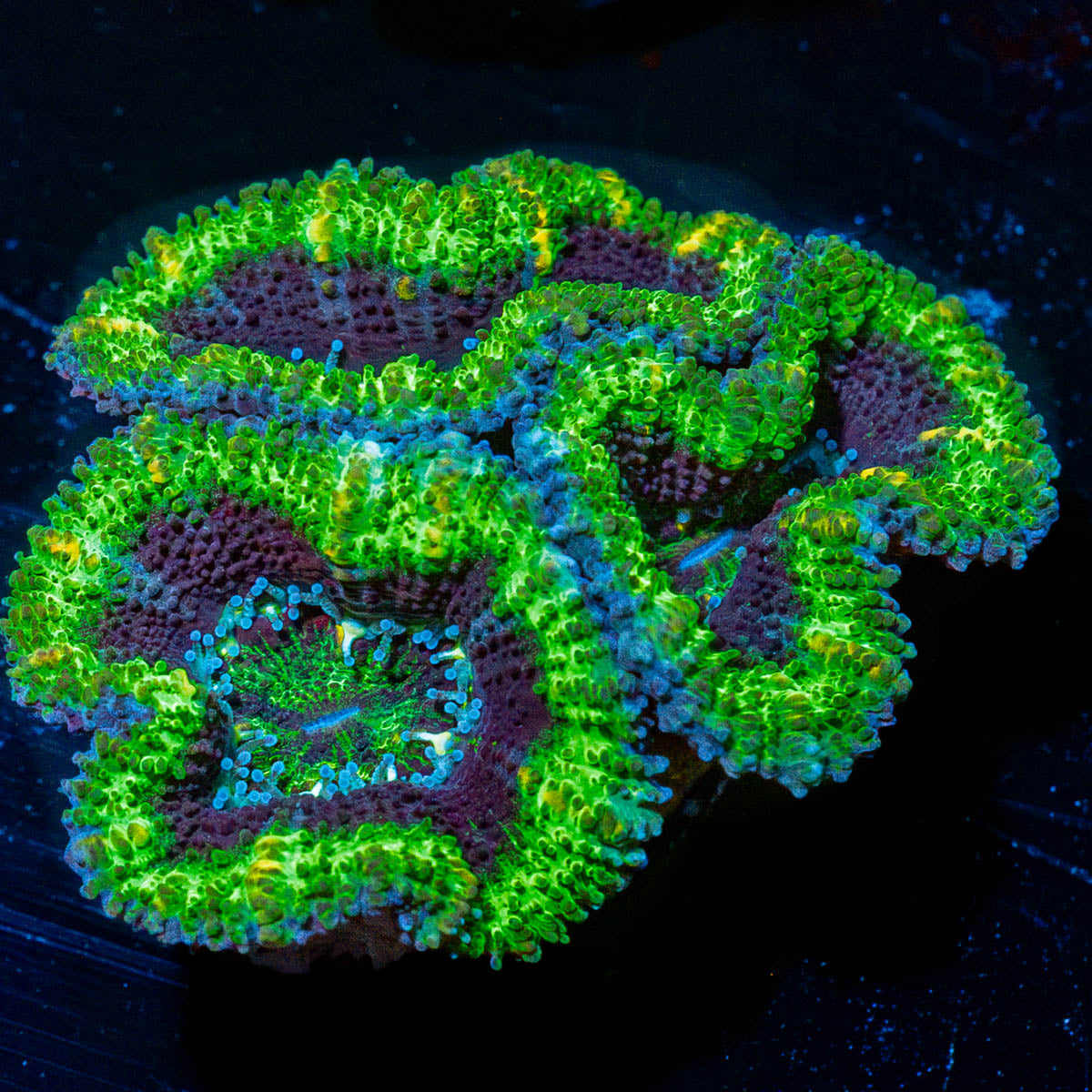 Acan Micromussa