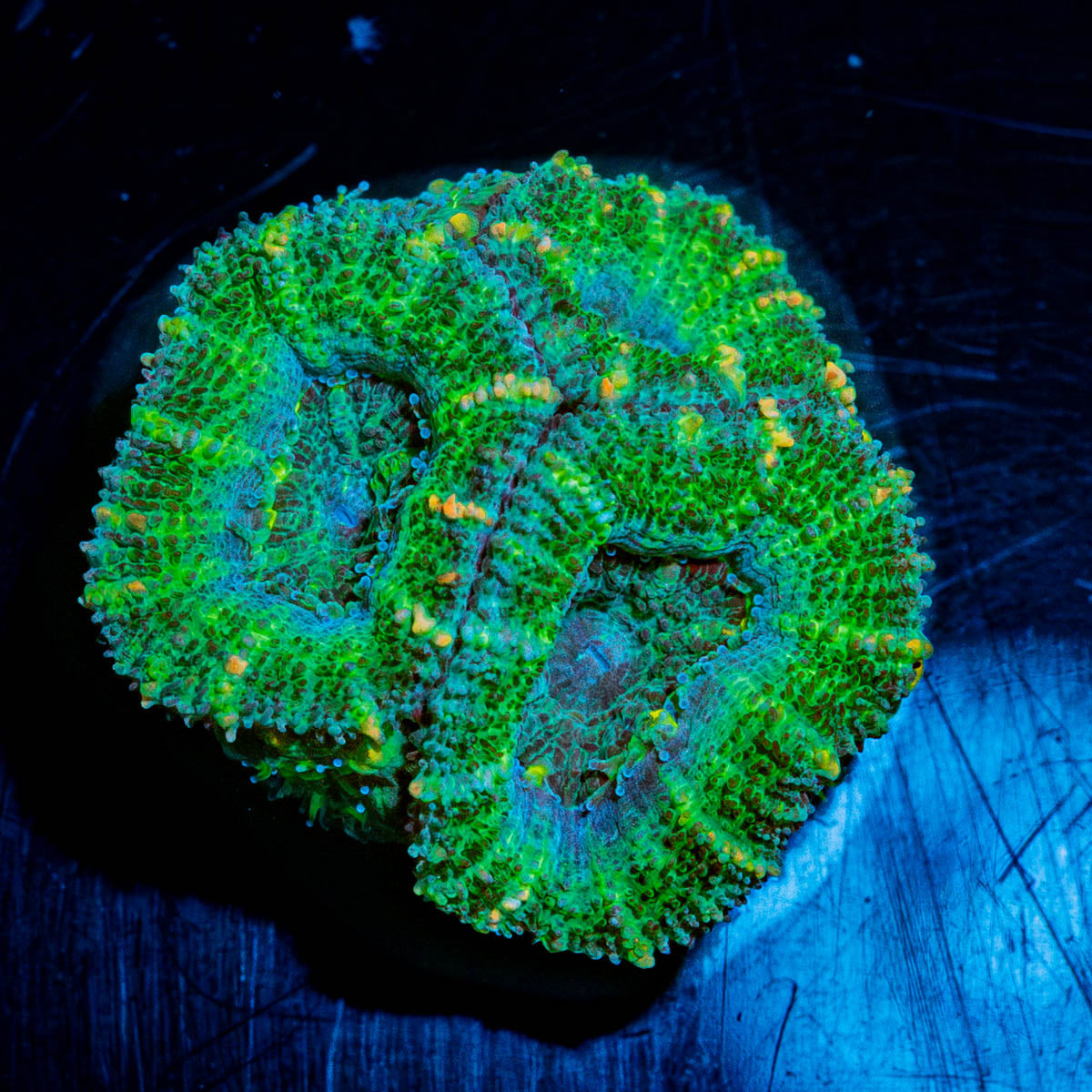 Acan Micromussa