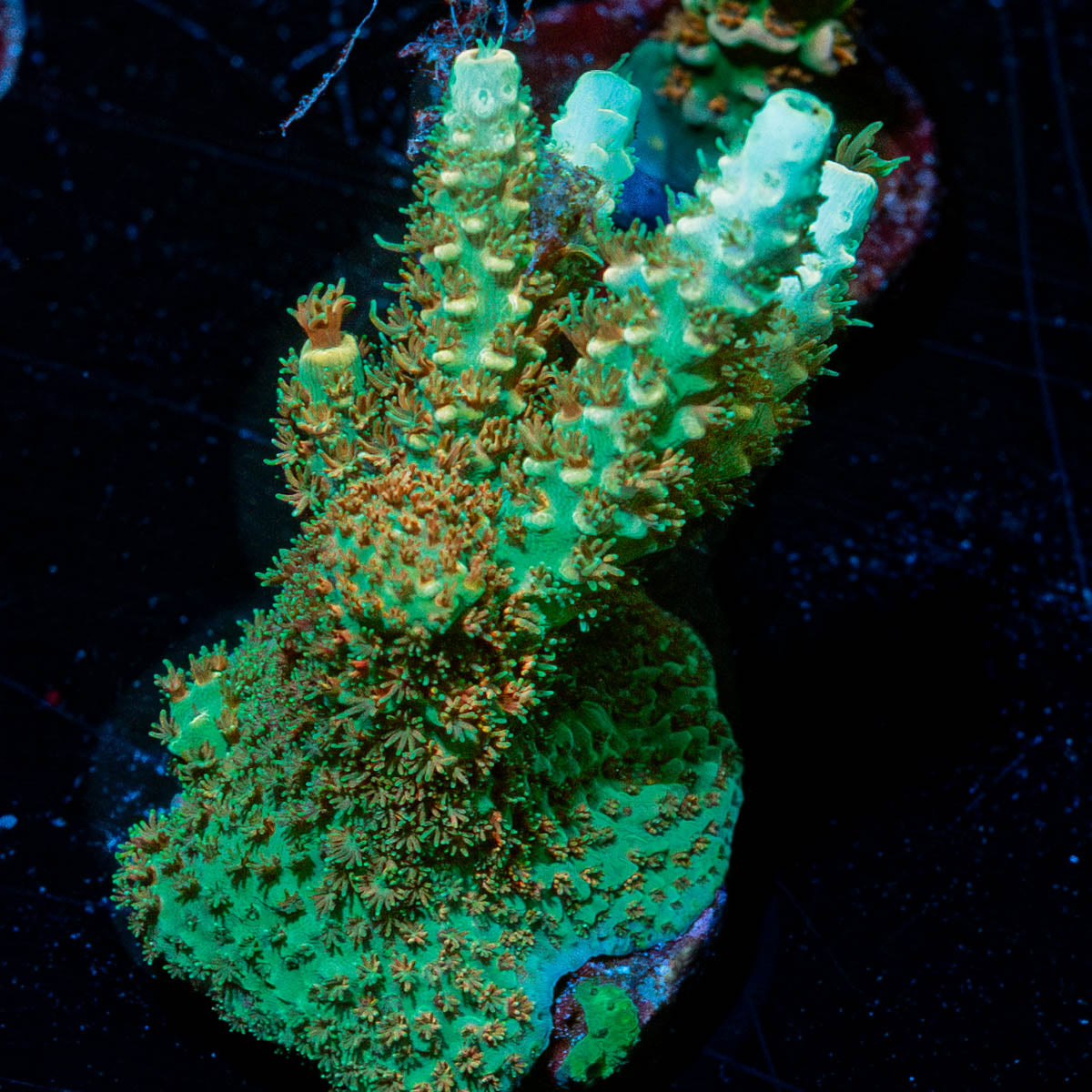 Sky Walker Milliopora