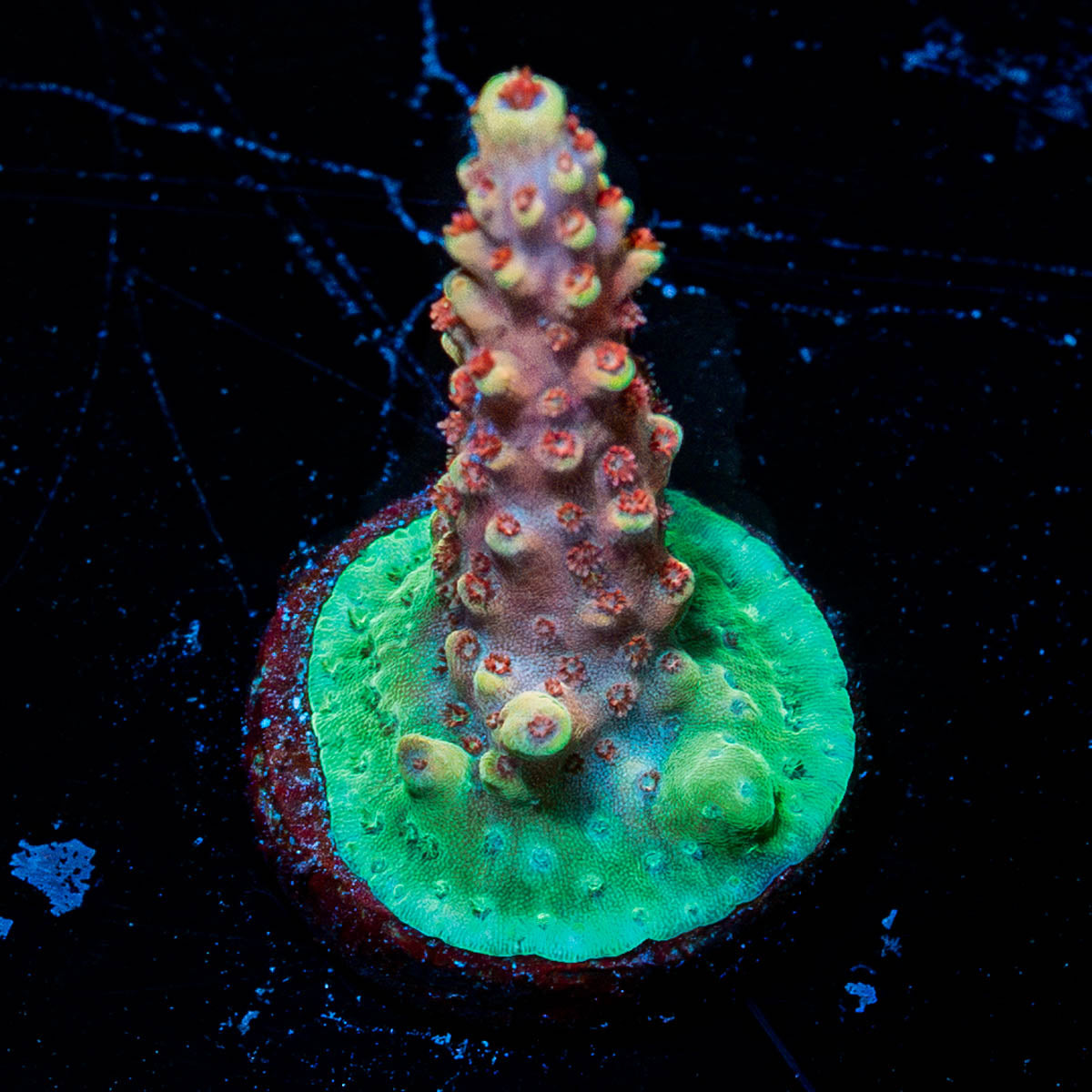 Rocket Man Acropora