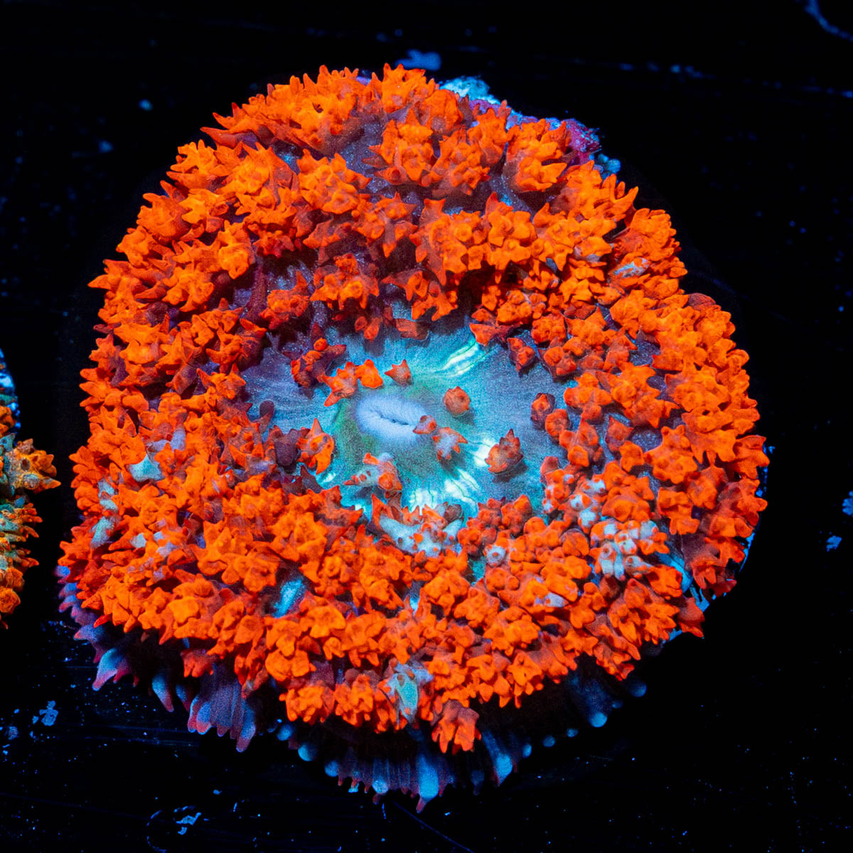 Red Saint Thomas Mushroom