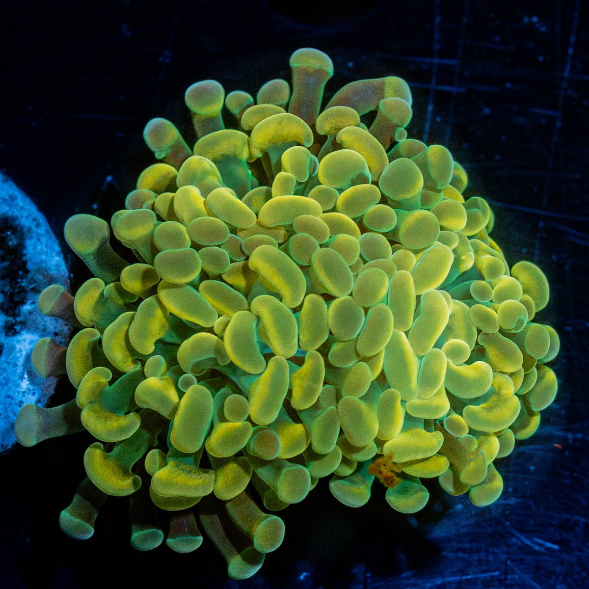 Assorted Rainbow Hammer - riptide aquaculture llc