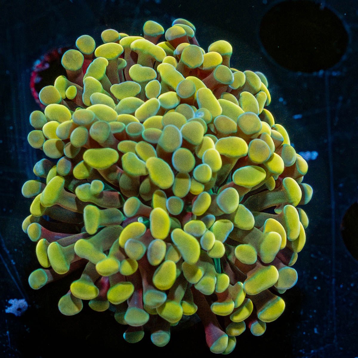 Assorted Rainbow Hammer - riptide aquaculture llc