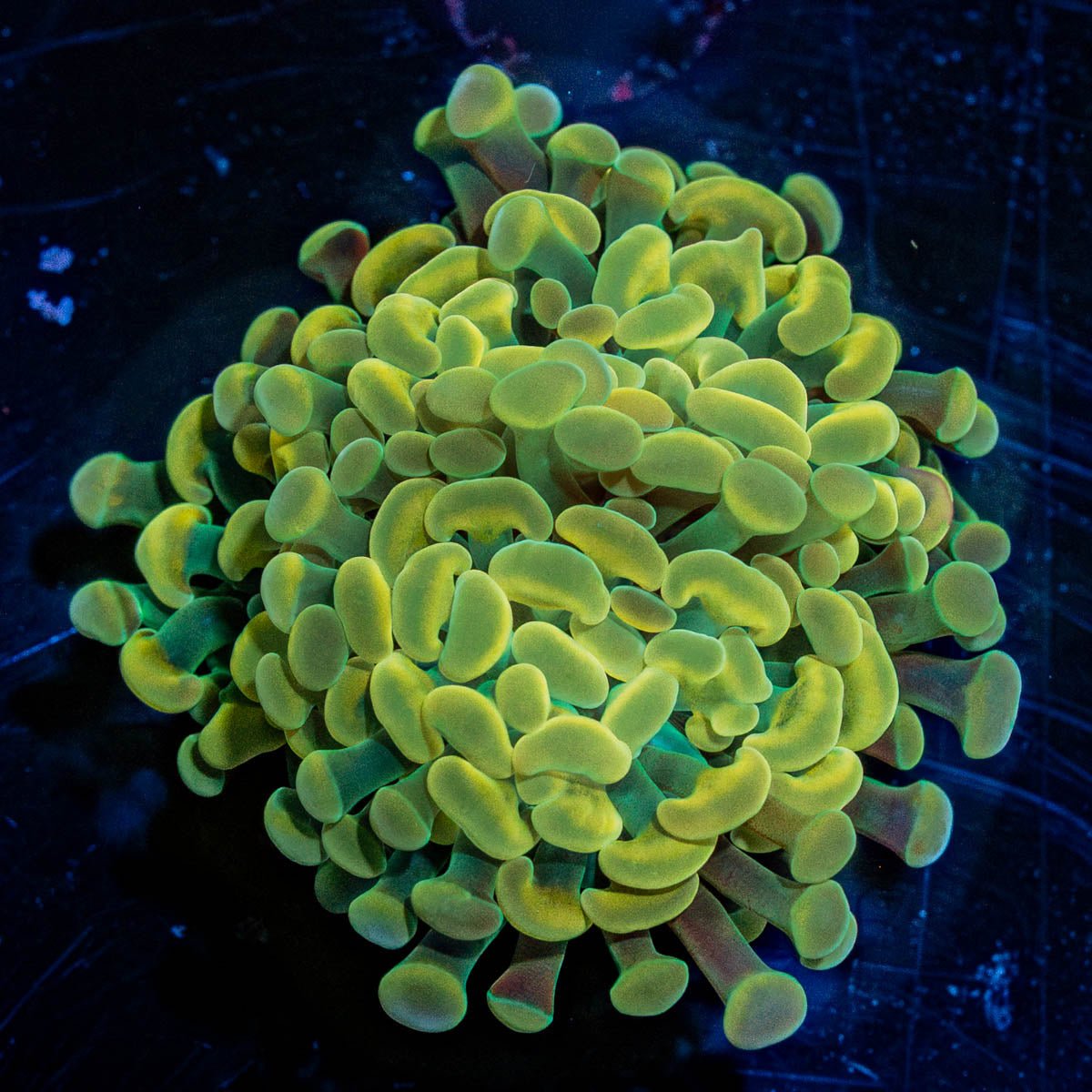 Assorted Rainbow Hammer - riptide aquaculture llc