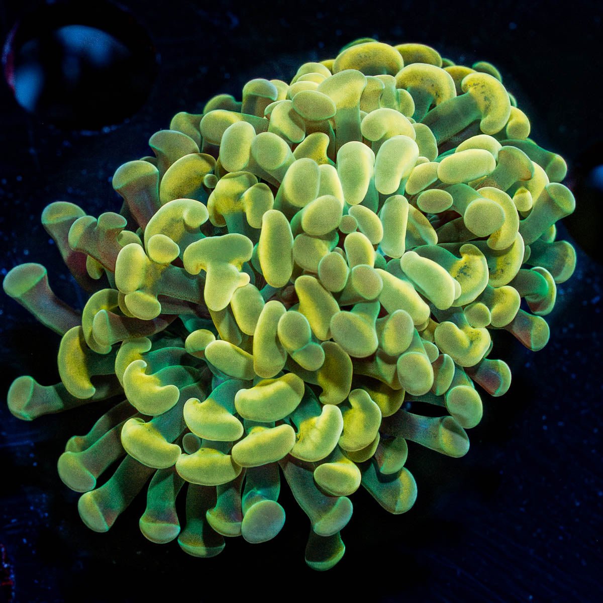 Assorted Rainbow Hammer - riptide aquaculture llc