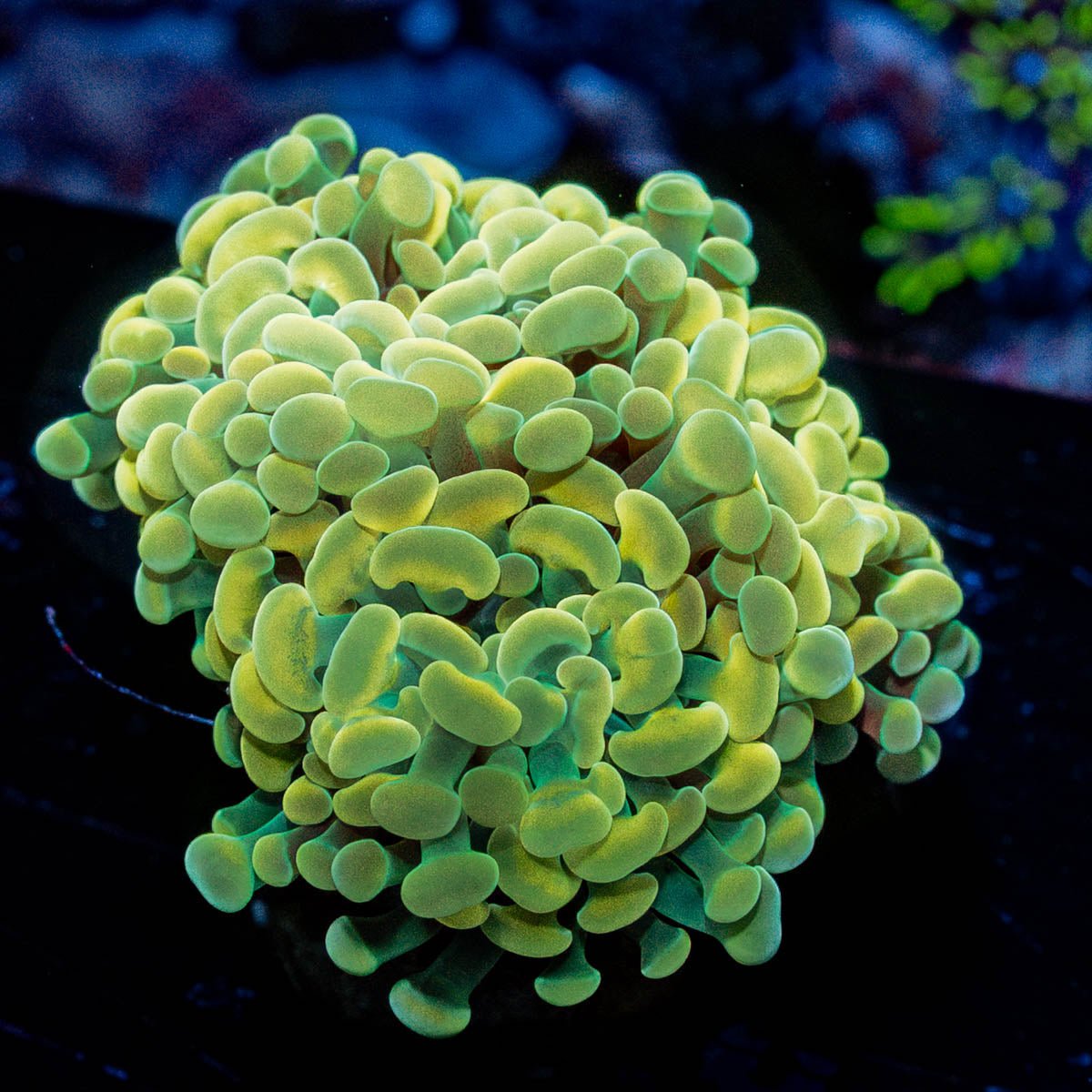 Assorted Rainbow Hammer - riptide aquaculture llc