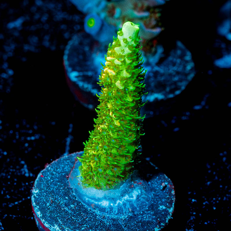 Acid Trip Millepora