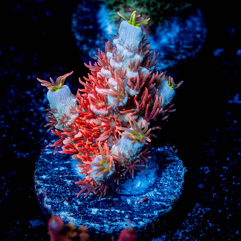 Cherry Bomb Tenuis Acropora