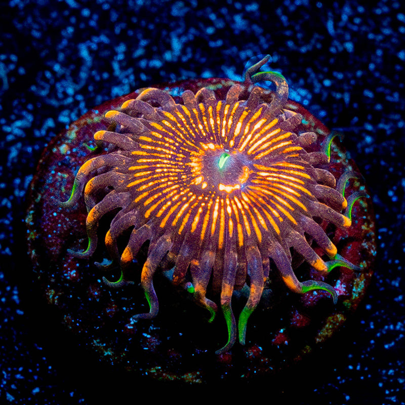 Aztec Warrior Zoanthid