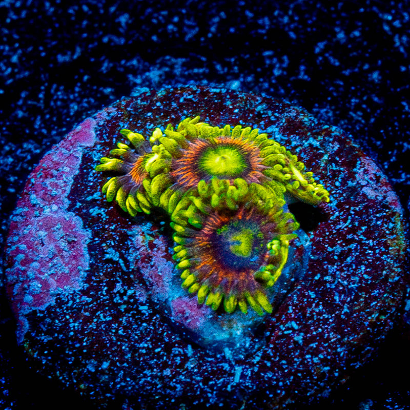 Kamikaze Zoanthid