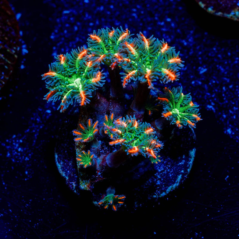 ACR FireWork Clove Polyps