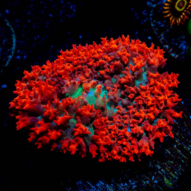 Red Saint Thomas Mushroom