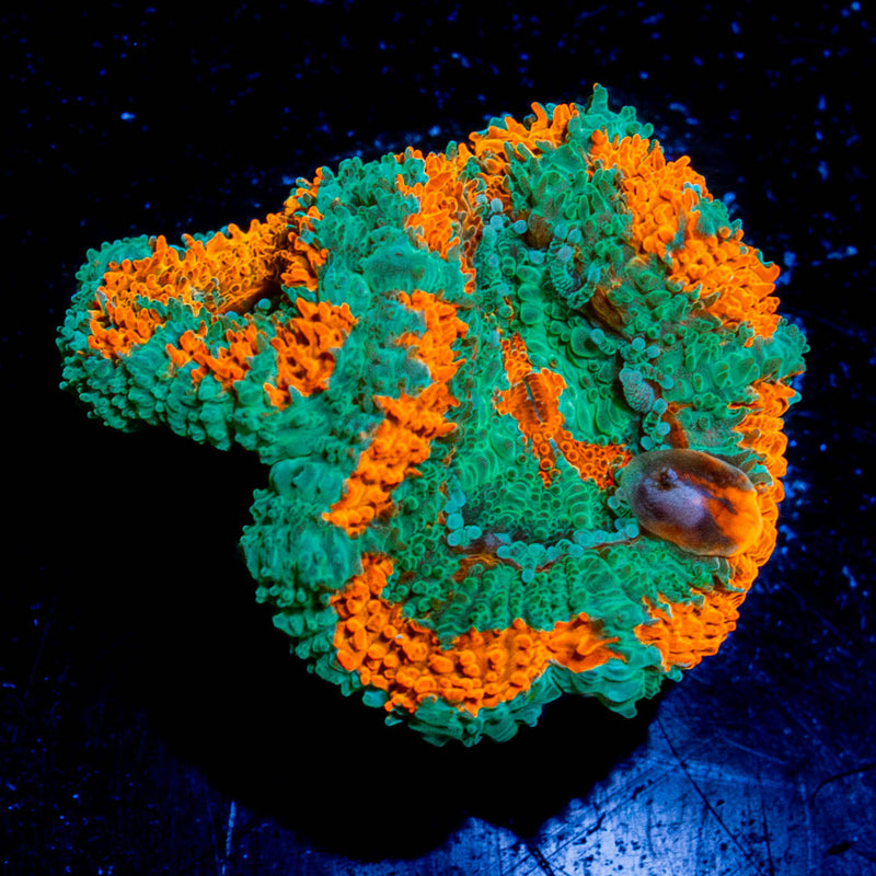Bulls Eye Acan / Micromussa