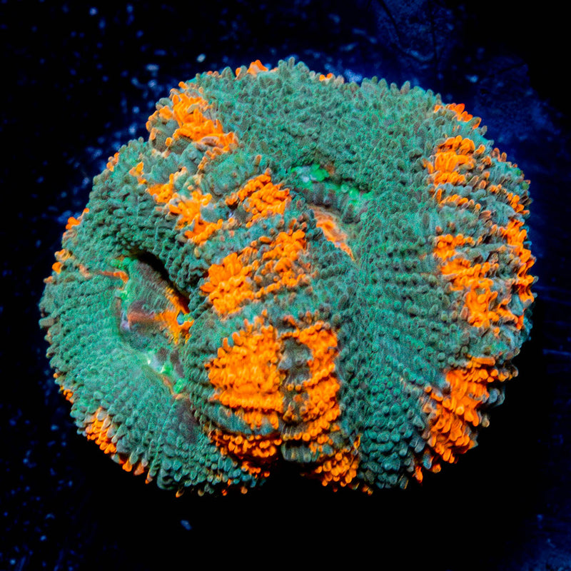 Bulls Eye Acan / Micromussa