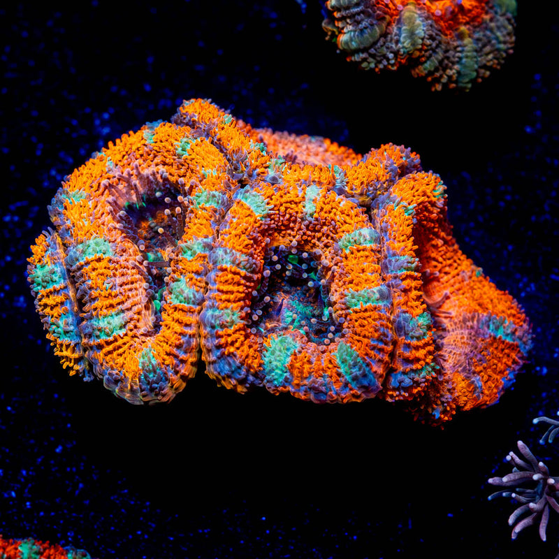 Acan Micromussa