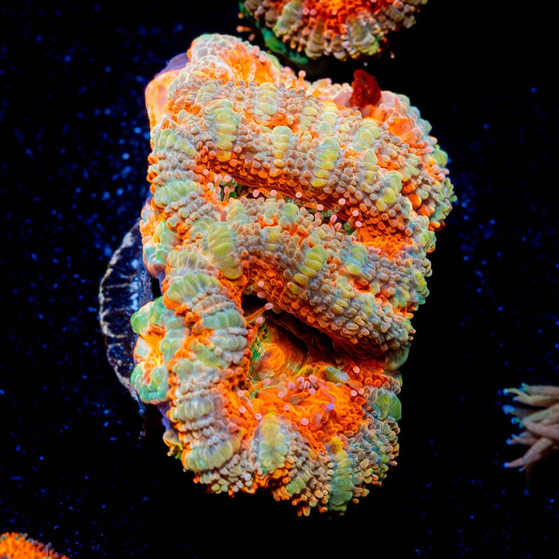 Acan Micromussa
