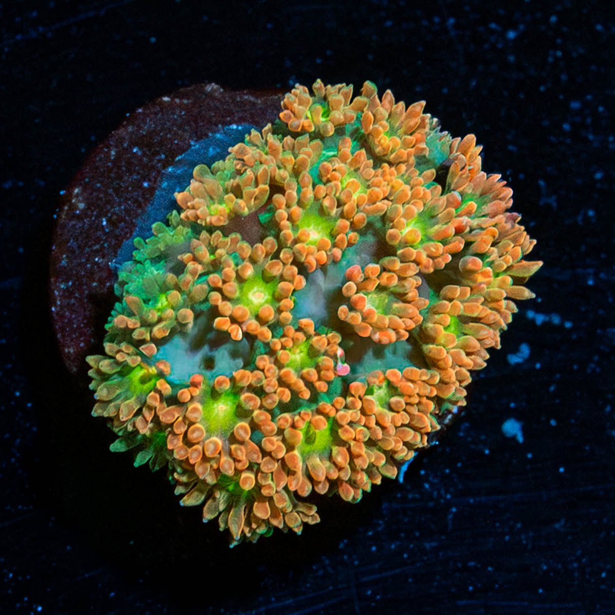 Pumpkinhead Bernadapora - riptide aquaculture llc