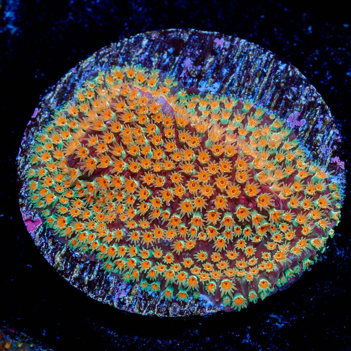 Looney Tunes Stylocoeniella - riptide aquaculture llc
