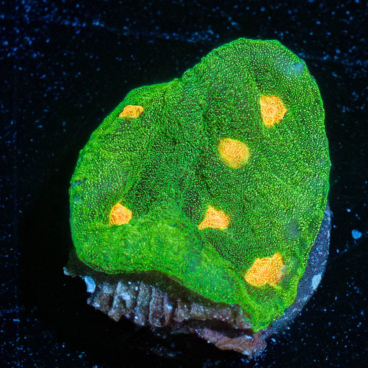 Space Invaders Chalice - riptide aquaculture llc