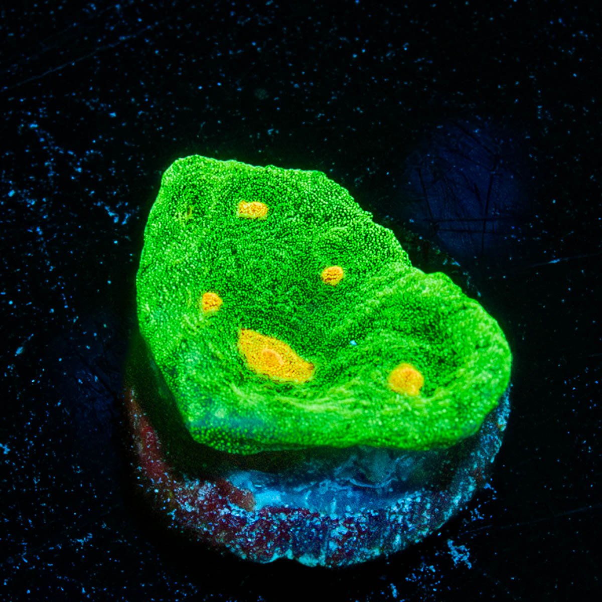 Space Invaders Chalice - riptide aquaculture llc