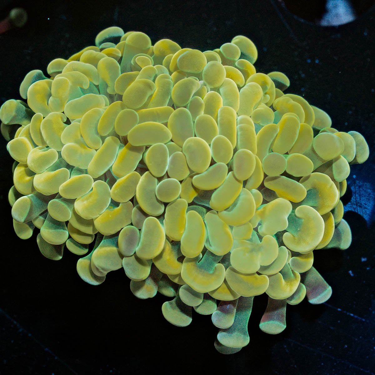 Gold Branching Hammer - riptide aquaculture llc