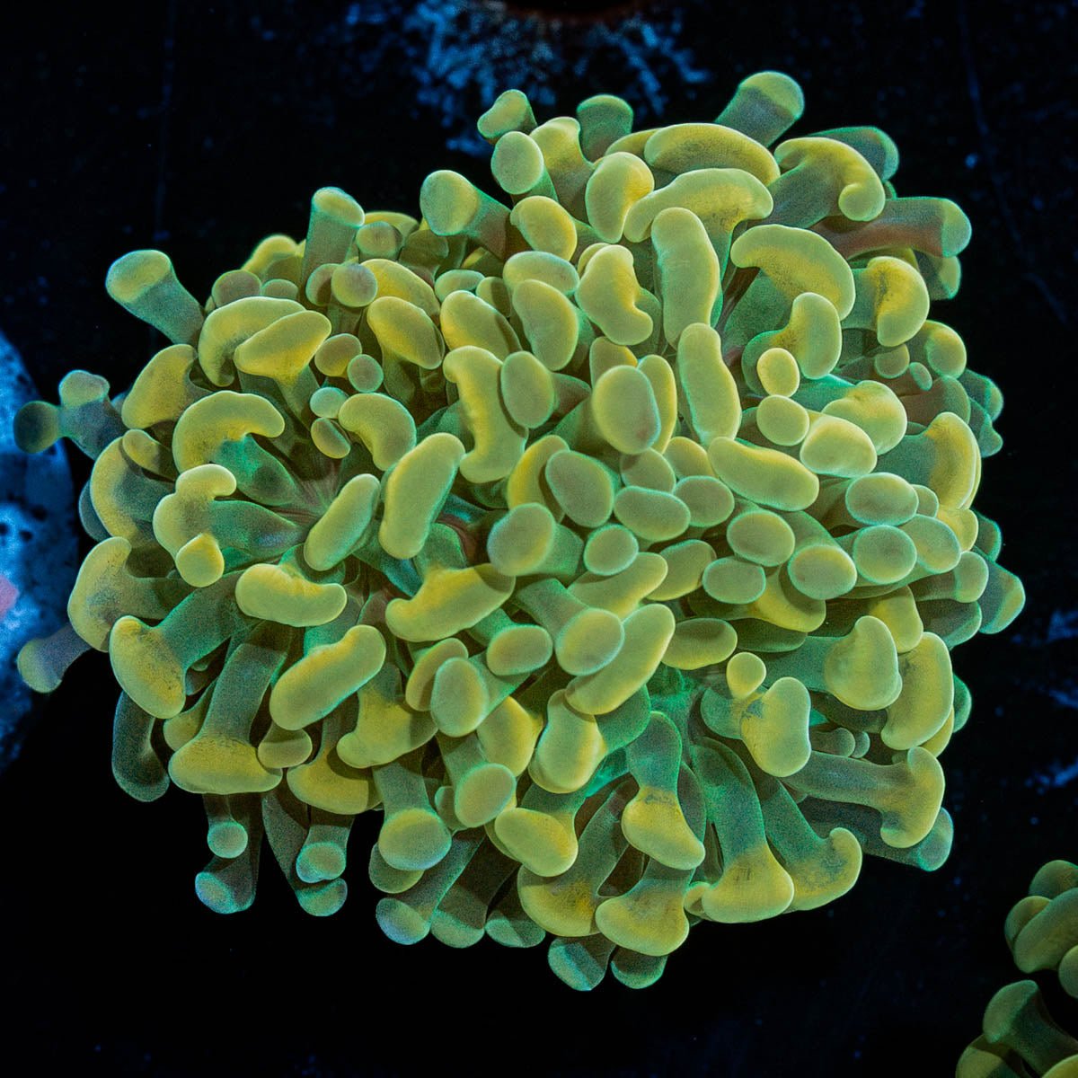 Gold Branching Hammer - riptide aquaculture llc