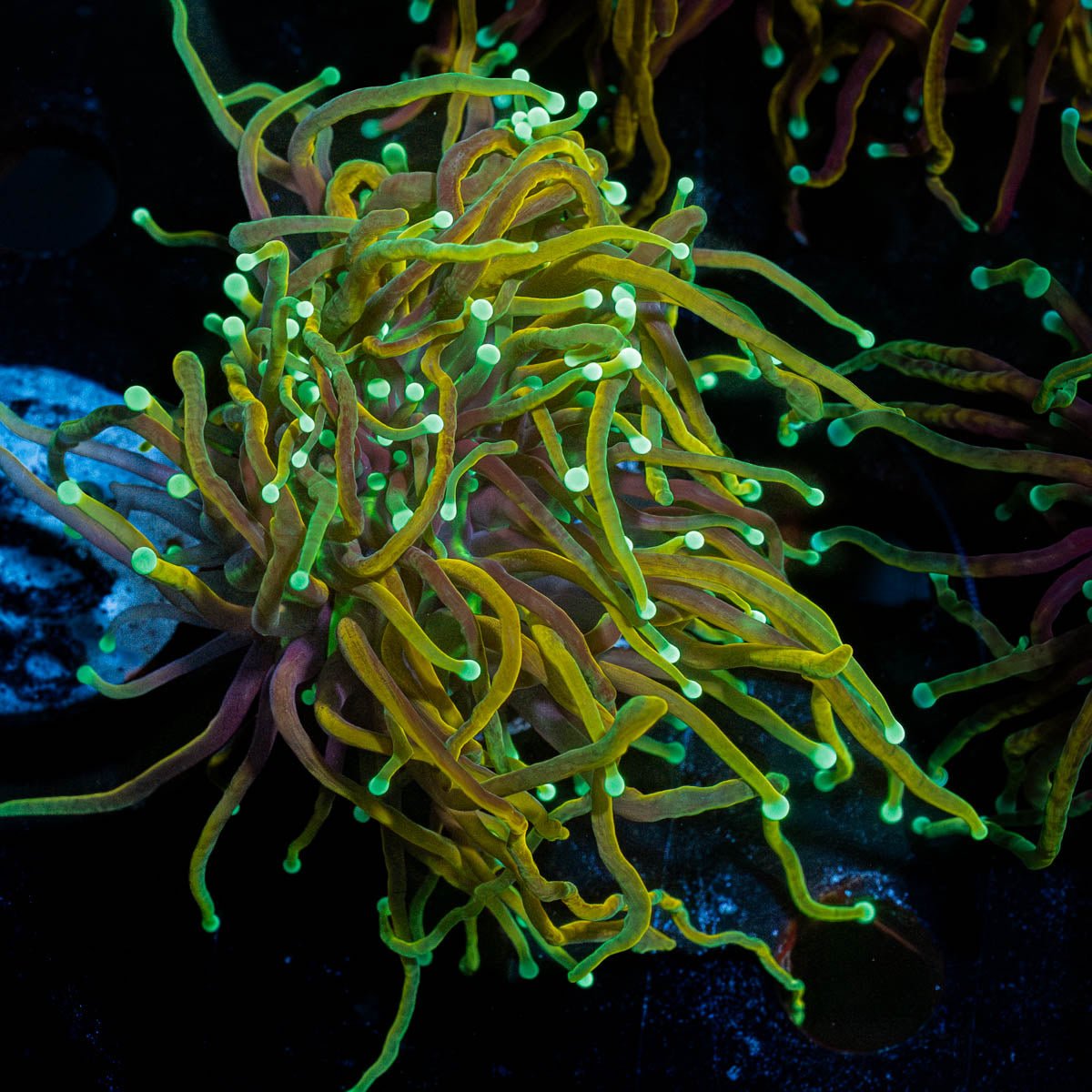 Gold Torch - riptide aquaculture llc