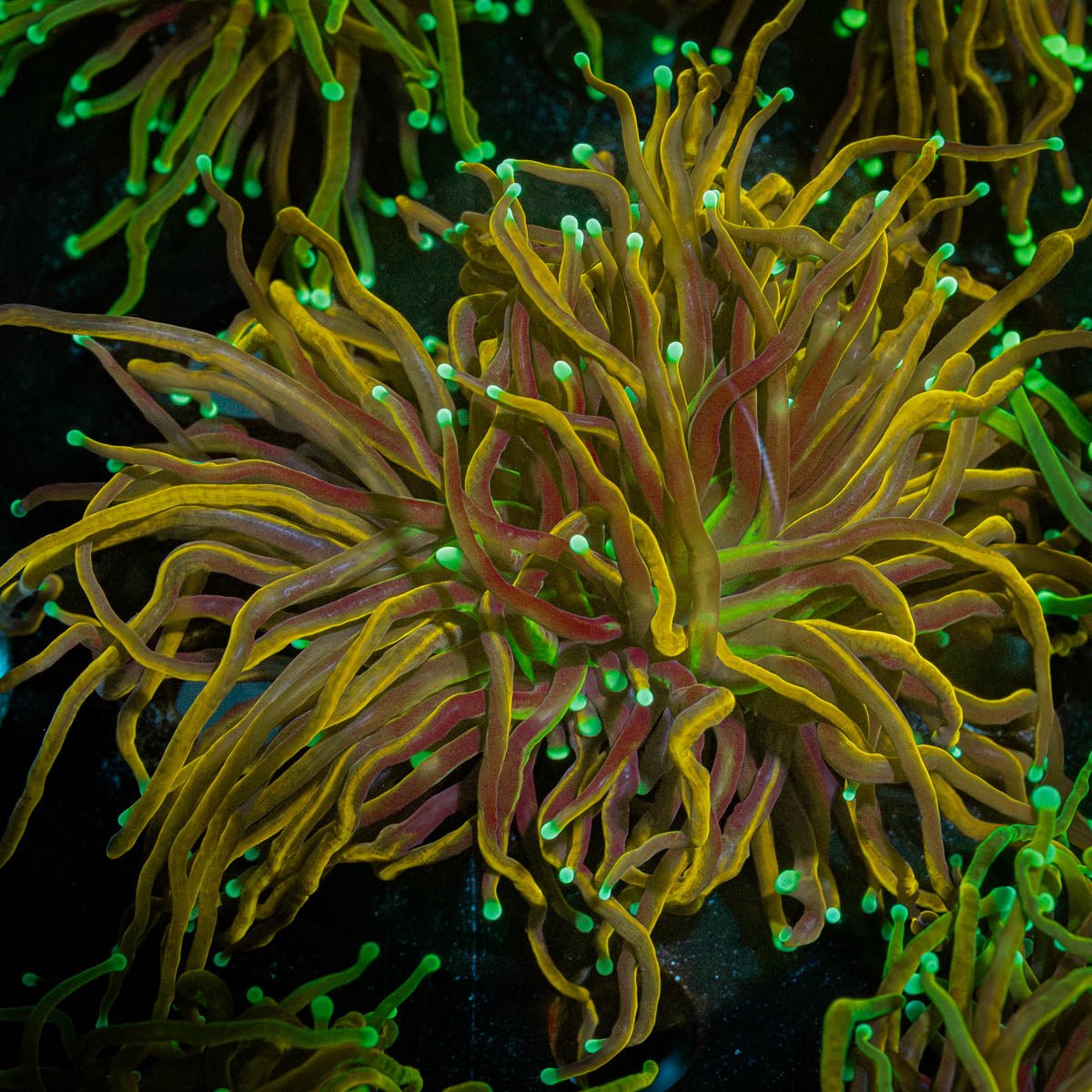 Gold Torch - riptide aquaculture llc
