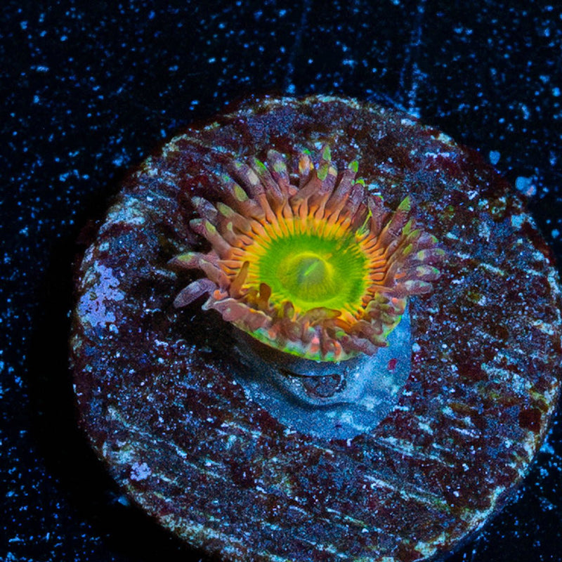 Twisted Peach Zoanthid