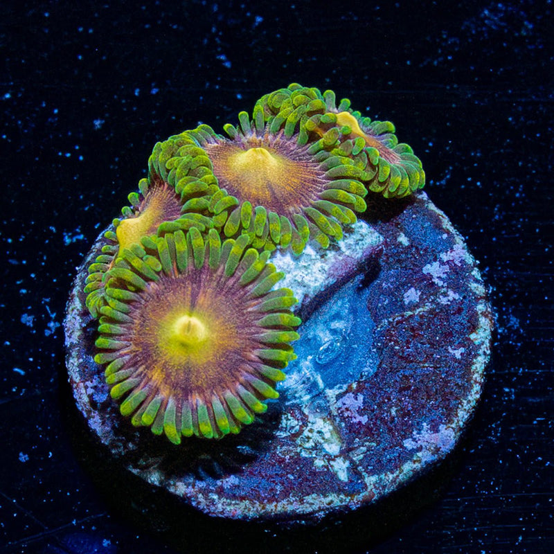 Laser Beams Zoanthid
