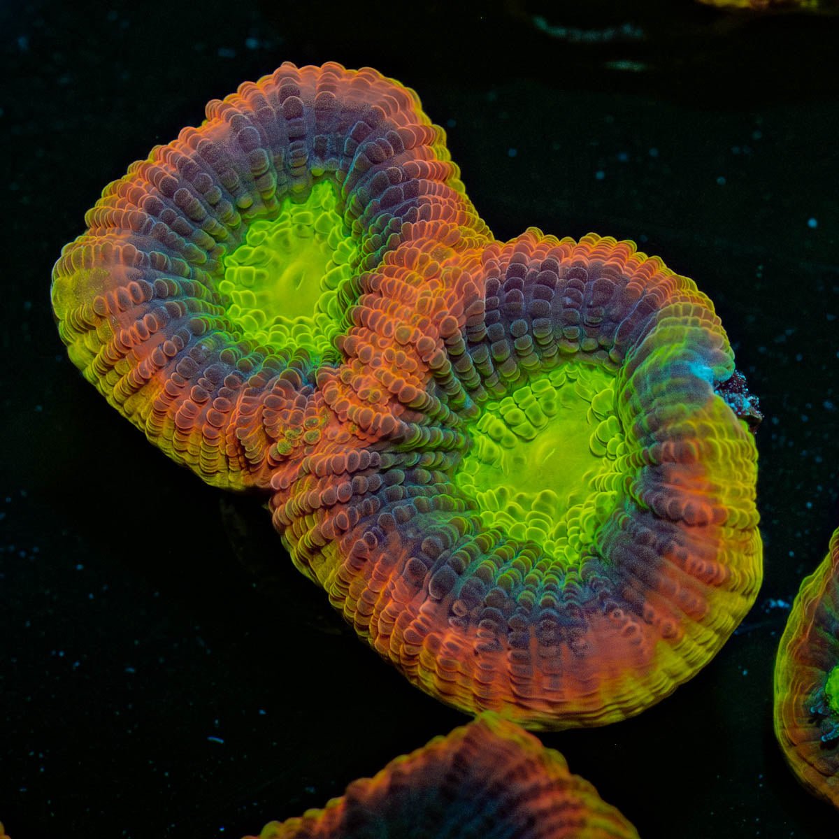 Dragon Soul Favia - riptide aquaculture llc